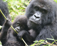 Gorilla Safaris