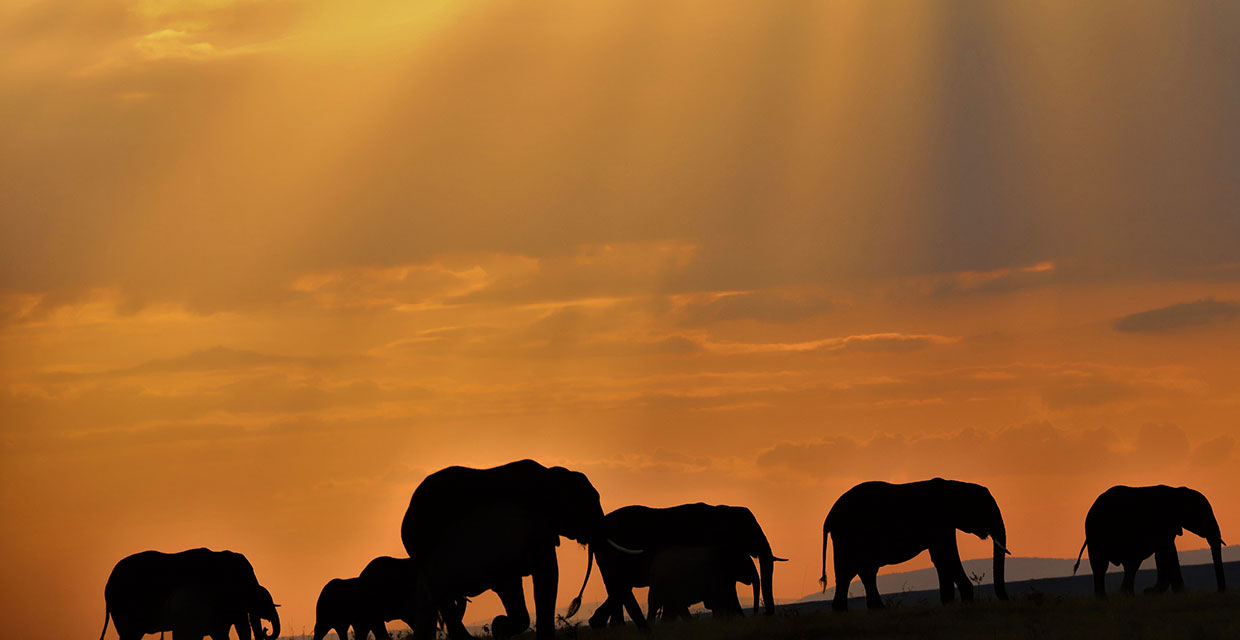 African Elephants with Sunset background