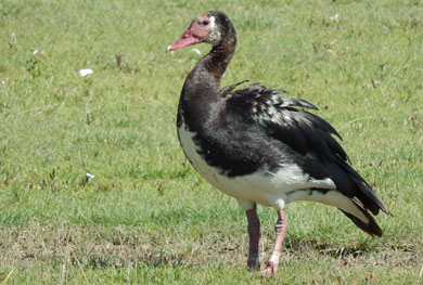 spur-winged-goose