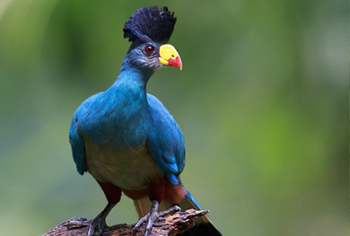 uganda-birding-safari