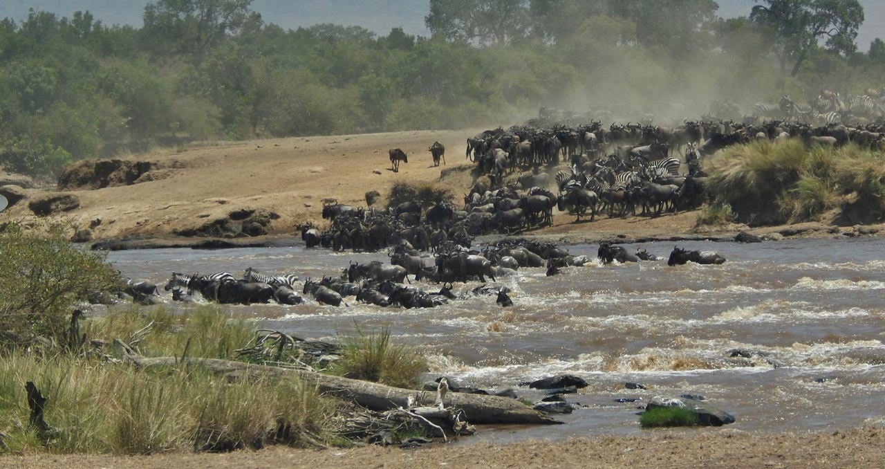 Wildebeest Migration Masai Mara Kenya 