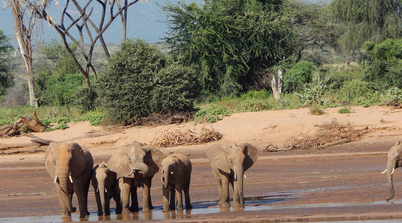 Elephants having a drink at Ewaso Nyiro River in Samburu Game Reserve
