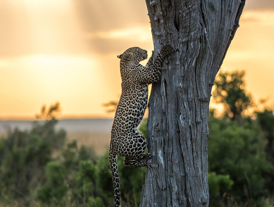 Leopard climbing tree Serengeti National Park