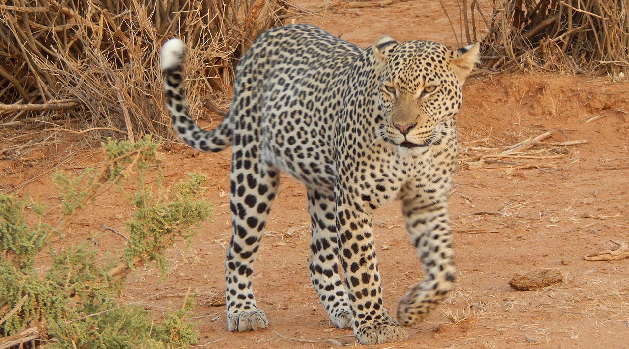7 days Kenya tour -Leopard
