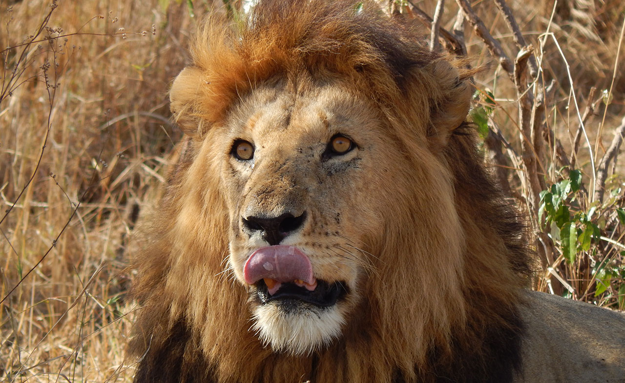 3 days Masai Mara Safari- Male Lion