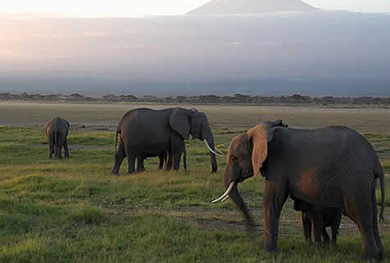 Amboseli National Park elephants