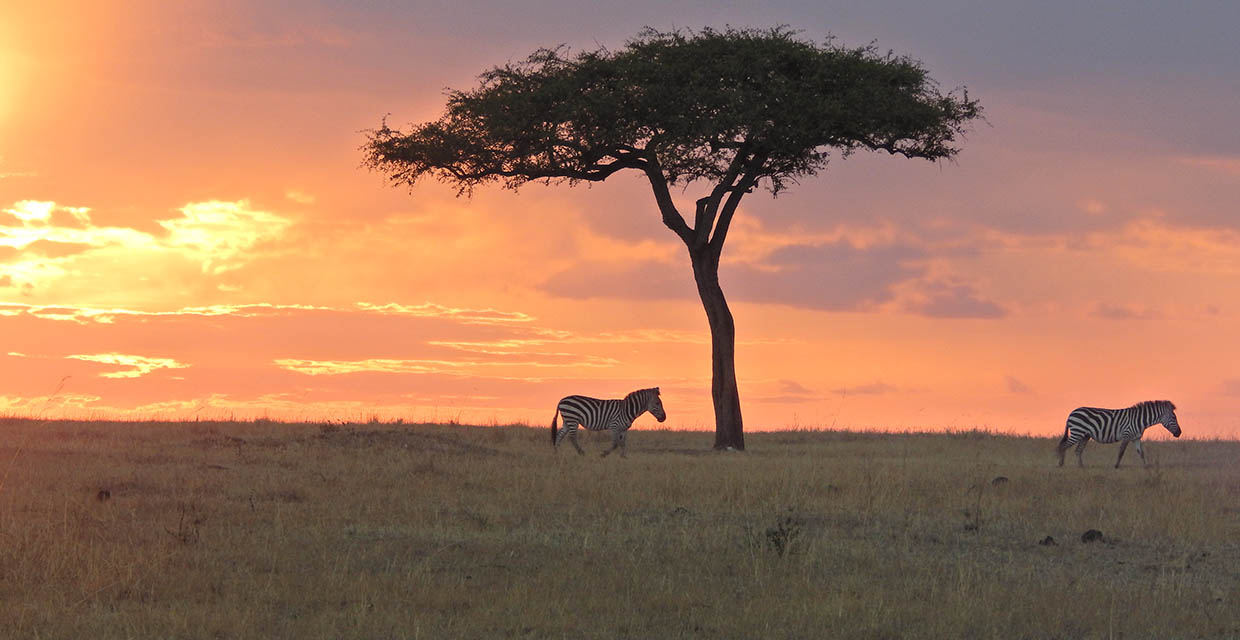 African Sunset with Zebra, Masai Mara Kenya 