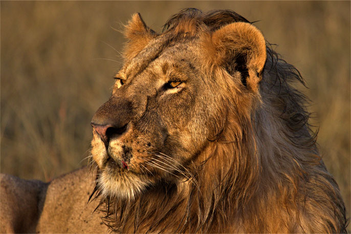 Lion-Male-Double-Cross-Mara.young-Male-1
